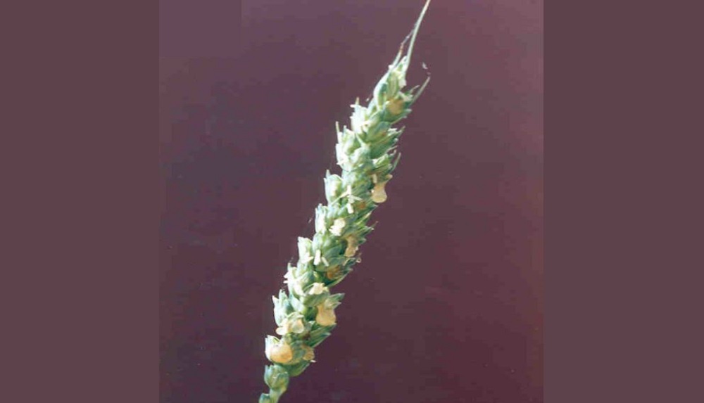 Ergot infection can produce a sticky secretion (honeydew) on developing ears